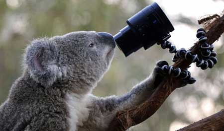 تصاویر دیدنی,تصاویر جالب,باغ وحش سیدنی